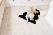Собака расслабляется на ковре — стоковое фото