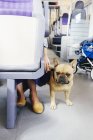 Französische Bulldogge mit Frau im Bus — Stockfoto