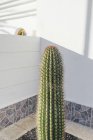 Langer Kaktus im Zimmer — Stockfoto