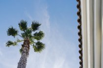 Palm tree against sky — Stock Photo