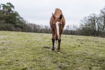 Horse on grassy field — Stock Photo