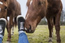Brown horses smelling male shoes — Stock Photo
