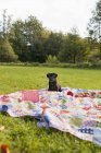 Cucciolo nero su coperta da picnic — Foto stock