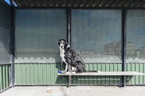 Retrato de perro mestizo - foto de stock