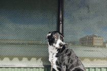 Cane di razza mista, all'aperto — Foto stock