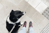 Uomo in piedi con cane di razza mista — Foto stock