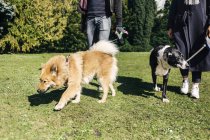 Coppia passeggio con cani — Foto stock