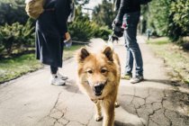 Eurasier with young couple — Stock Photo
