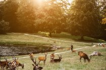 Стадо оленей на травянистом поле — стоковое фото