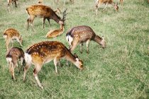 Herd of deer grazing on field — Stock Photo