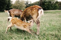 Cerf avec allaitement sur champ herbeux — Photo de stock