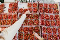 Hände, die Erdbeeren halten — Stockfoto