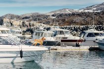 Cane in piedi su yacht — Foto stock