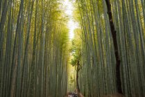 Arboleda de bambú en Arashiyama - foto de stock