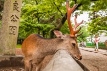 Sika cervo sdraiato testa su recinzione — Foto stock