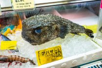 Fish at fish market in Naha — Stock Photo