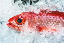 Pesce al mercato del pesce di Naha — Foto stock