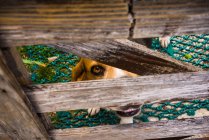 Hund schaut durch Holztor — Stockfoto