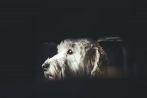 Белая волосатая собака — стоковое фото