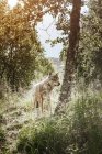 Оповіщення лисиця в лісі — стокове фото