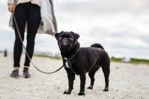 Mujer de pie con perro en la playa - foto de stock