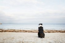 Perro relajante en la playa - foto de stock