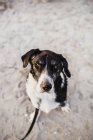 Dog sitting on beach — Stock Photo