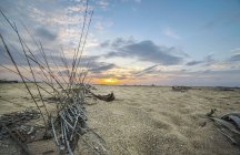 Мертвое растение на песке на пляже — стоковое фото