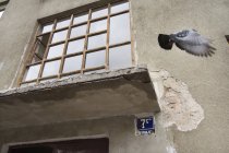 Голуби летят против здания — стоковое фото