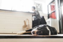 Собака розслабляється, поки чоловік працює — стокове фото