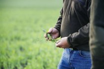 Landwirt hält Pflanzen auf Feld — Stockfoto