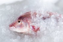 Pescado sobre hielo en el mercado - foto de stock