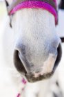 Close-up de focinho de cavalo — Fotografia de Stock