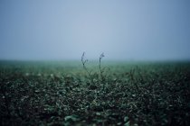 Pflanzen, die auf dem Boden wachsen — Stockfoto