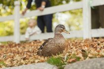 Canard colvert au parc — Photo de stock