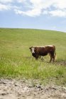Vaca no campo gramado — Fotografia de Stock