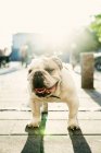 Retrato de bulldog inglés - foto de stock