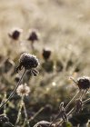 Dry flowers on field — Stock Photo