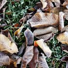 Foglie secche congelate sull'erba — Foto stock