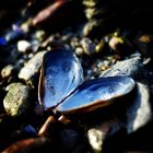 Heart shaped mussel on rocks — Stock Photo