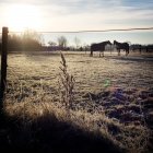 Cavalos em pé no campo — Fotografia de Stock