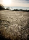Schneebedeckte Pflanzen auf dem Feld — Stockfoto