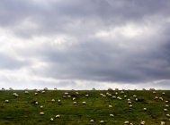 Зграя овець на трав'янистому пагорбі — стокове фото