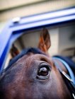 Portrait of horse in trailer — Stock Photo
