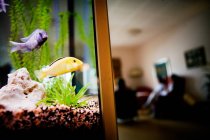 Fishes in tank at home — Stock Photo