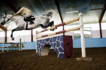 Jockey practicando con caballo en establo - foto de stock