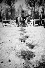 Pessoa equitação cavalo — Fotografia de Stock