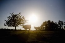 Корови на полі проти неба — стокове фото