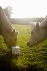 Vaches sur champ herbeux — Photo de stock