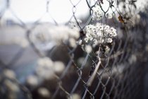 Flores presas em cerca de chainlink — Fotografia de Stock